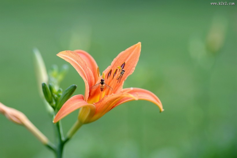绿色背景的萱草图片大全