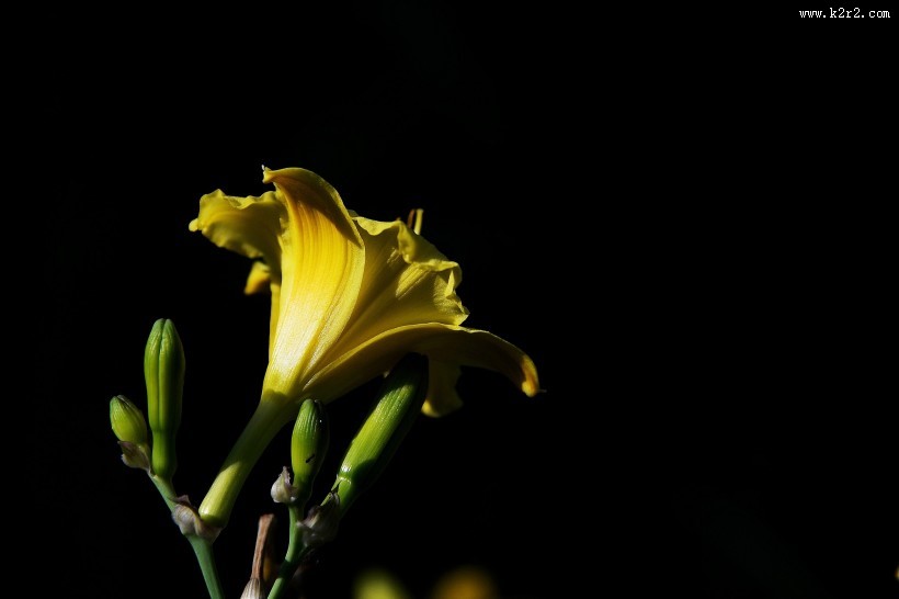 黑色背景下的黄色萱草图片