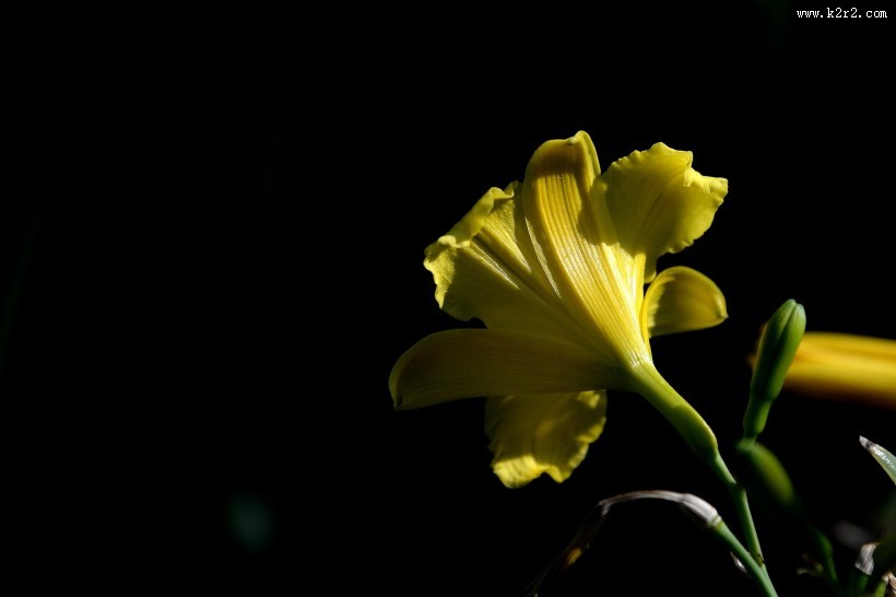 黑色背景下的黄色萱草图片