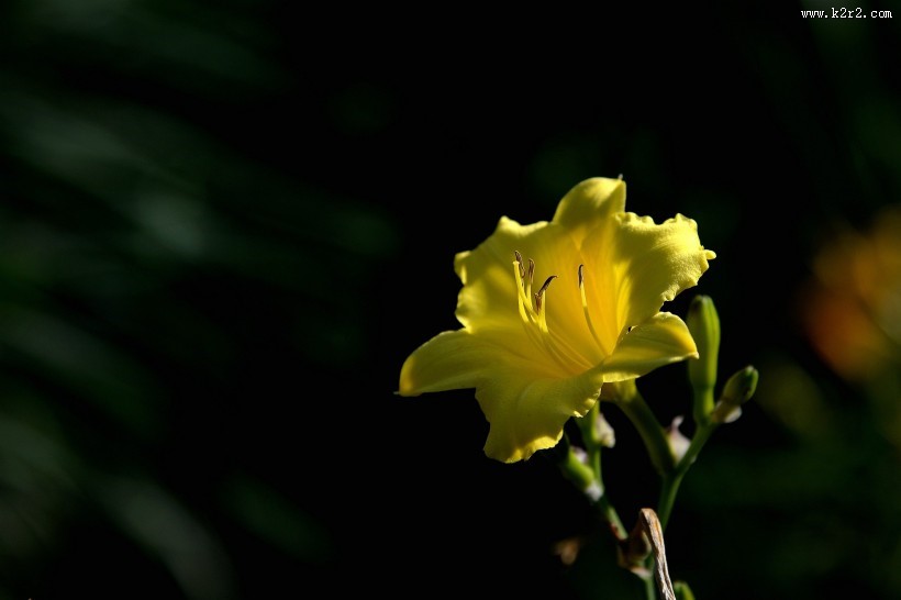 黑色背景下的黄色萱草图片