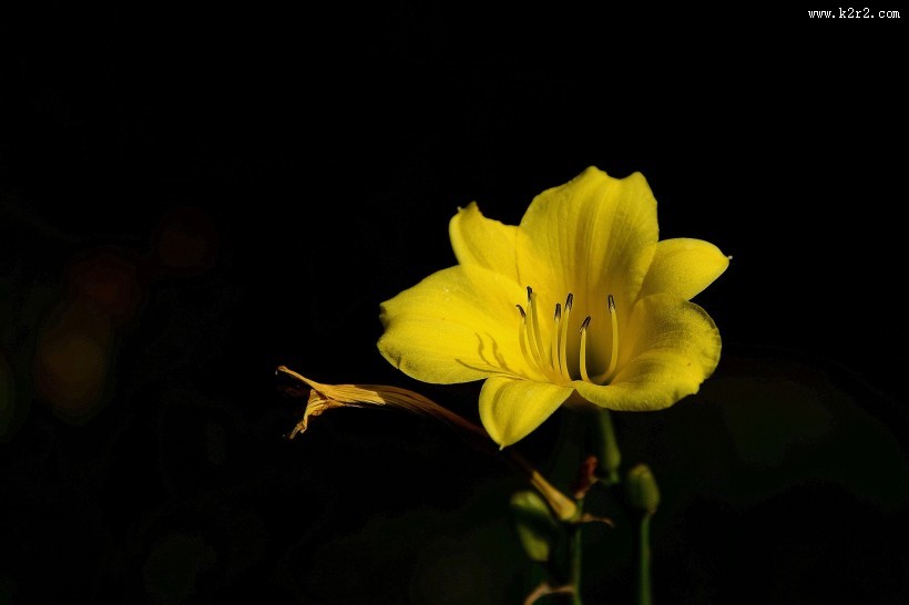 黑色背景下的黄色萱草图片