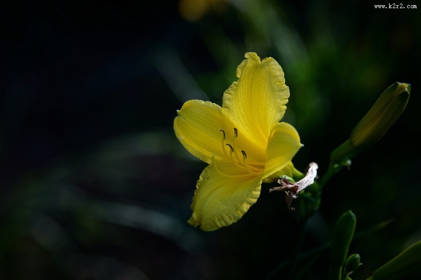 黑色背景下的黄色萱草图片