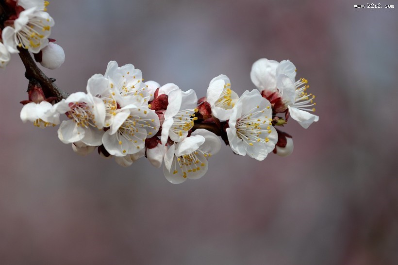 白色梅花图片大全