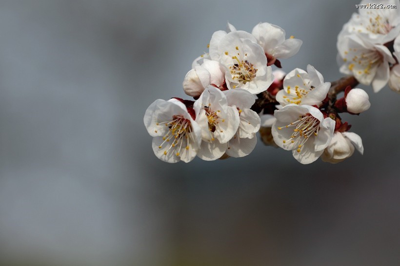 白色梅花图片大全