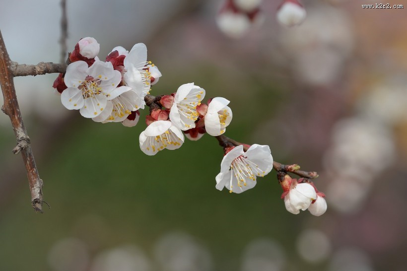 白色梅花图片大全