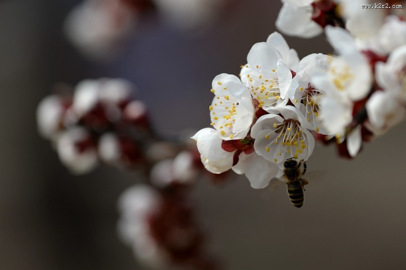 白色梅花图片大全