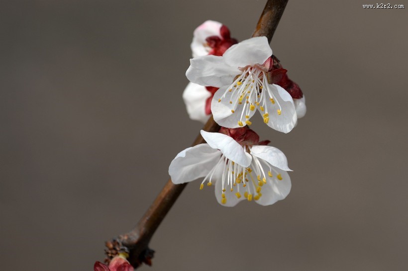 白色梅花图片大全