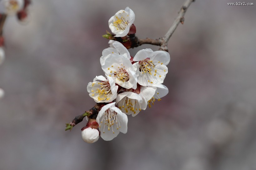 白色梅花图片大全