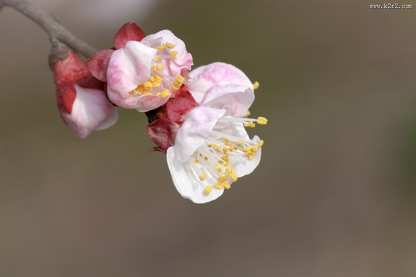 白色梅花图片大全