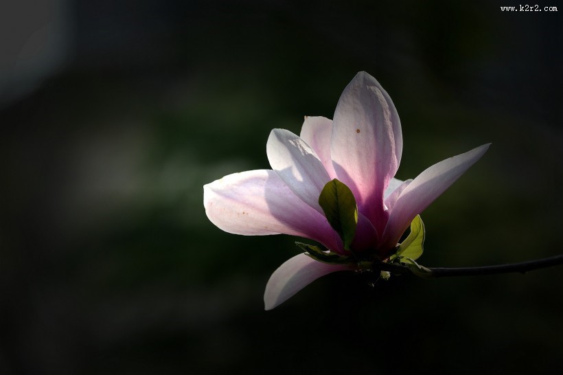 光影玉兰花图片