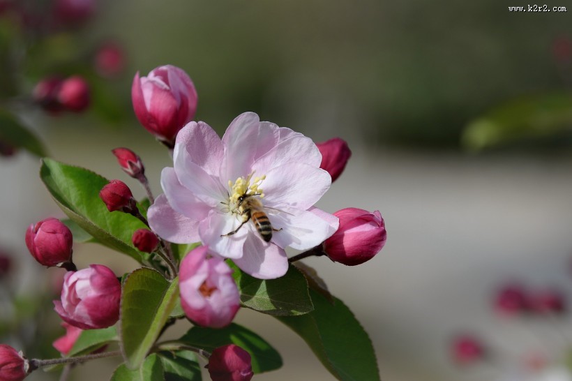 粉色海棠花图片