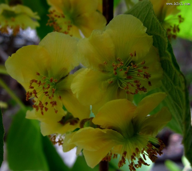 猕猴桃花图片大全