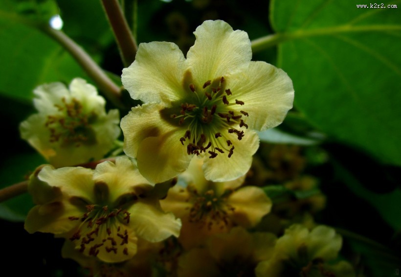 猕猴桃花图片大全