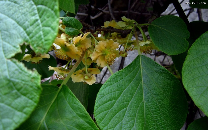 猕猴桃花图片大全