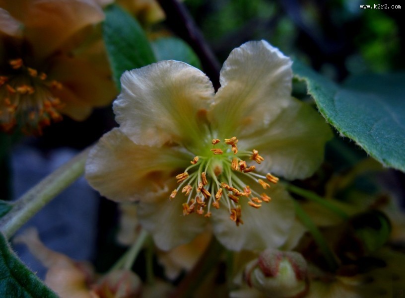猕猴桃花图片大全