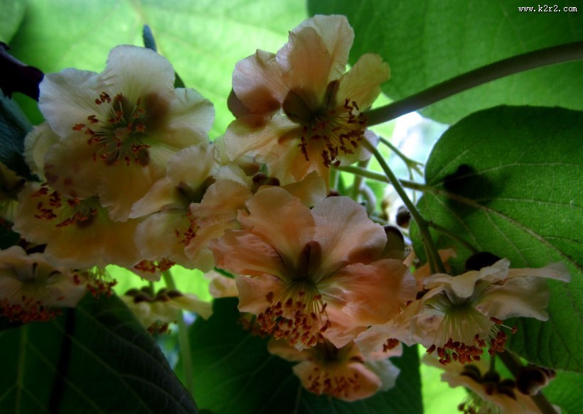 猕猴桃花图片大全