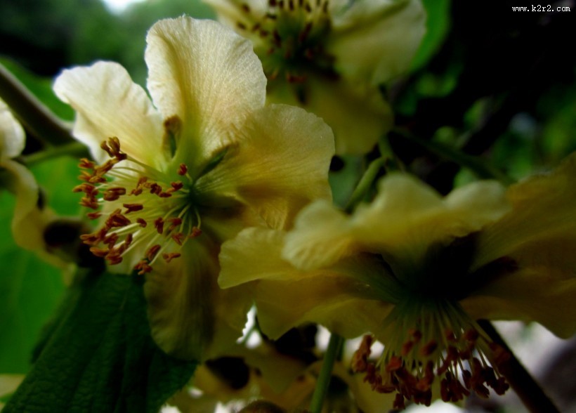 猕猴桃花图片大全