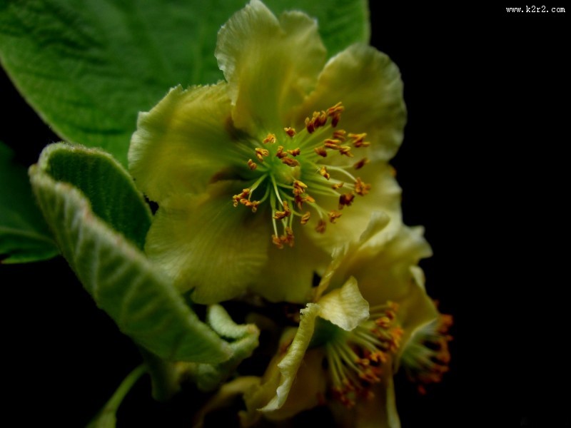 猕猴桃花图片大全