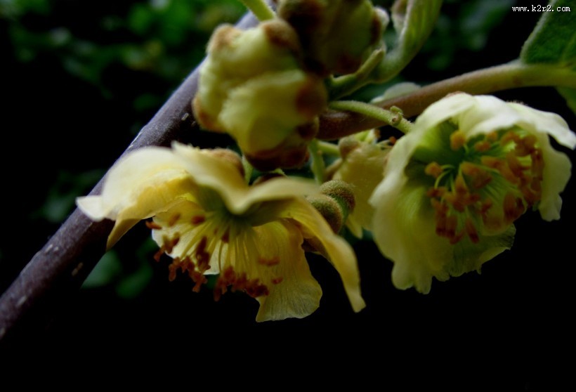 猕猴桃花图片大全