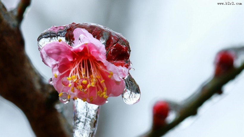 冰晶梅花图片大全