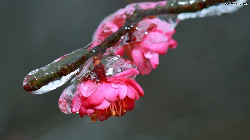 冰晶梅花图片大全