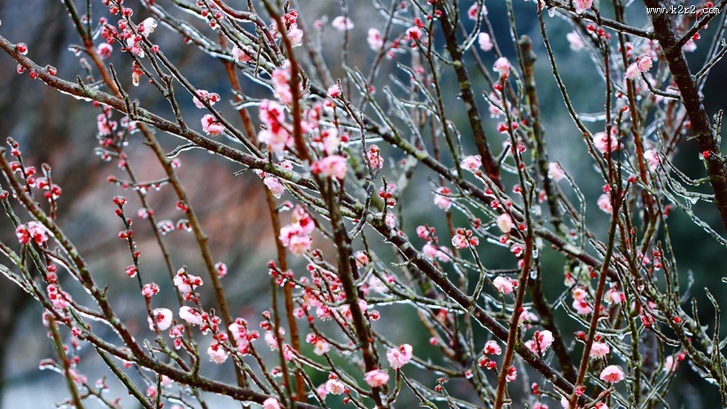 冰晶梅花图片大全