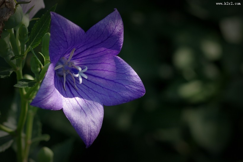 紫桔梗花图片