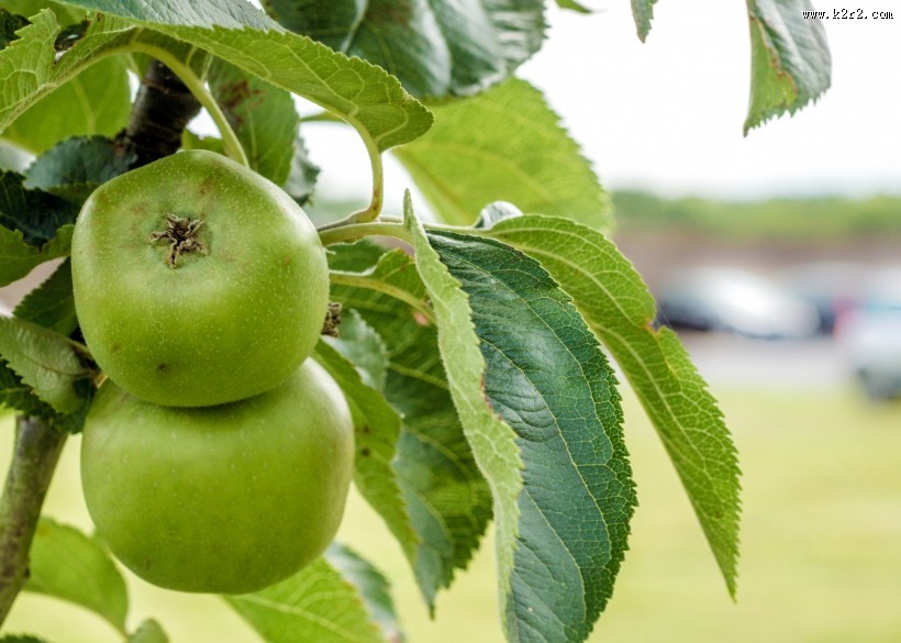 树上的苹果图片