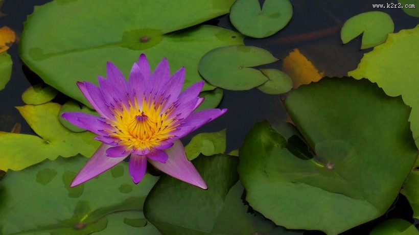 睡莲图片