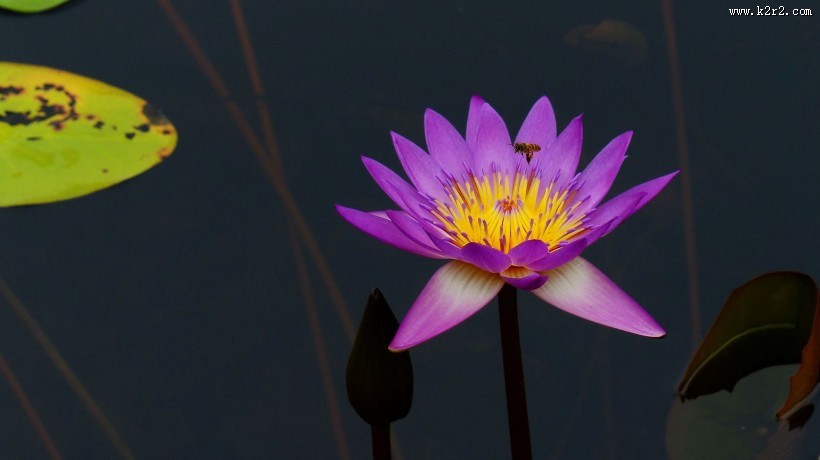 睡莲图片