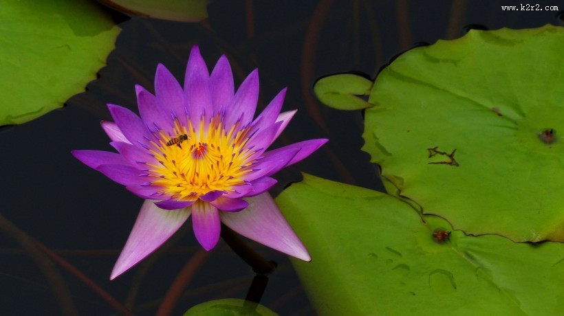 睡莲图片