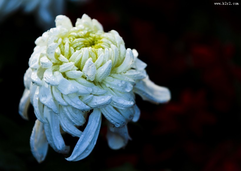 秋天的菊花图片大全