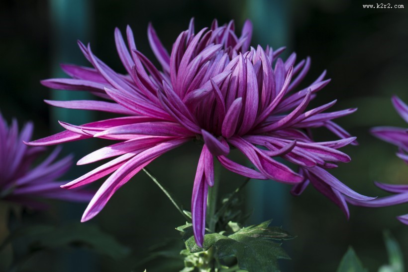 秋天的菊花图片大全