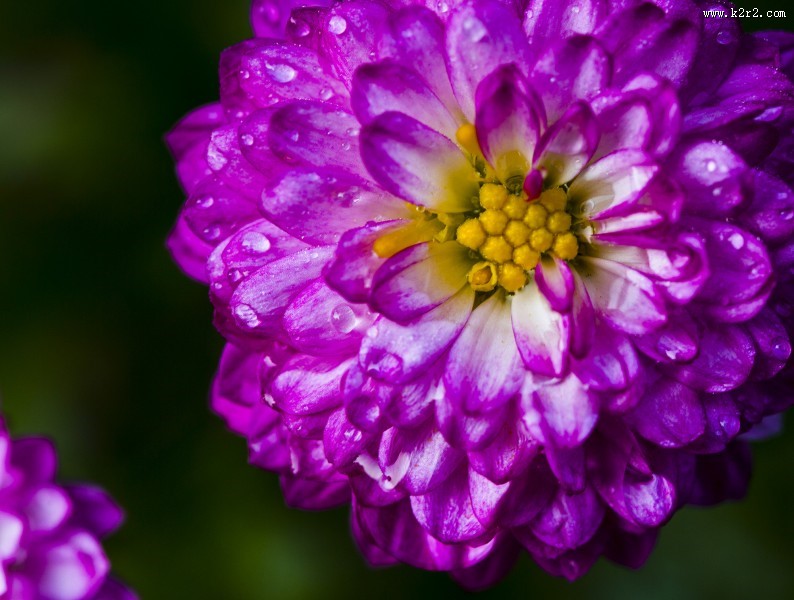 秋天的菊花图片大全