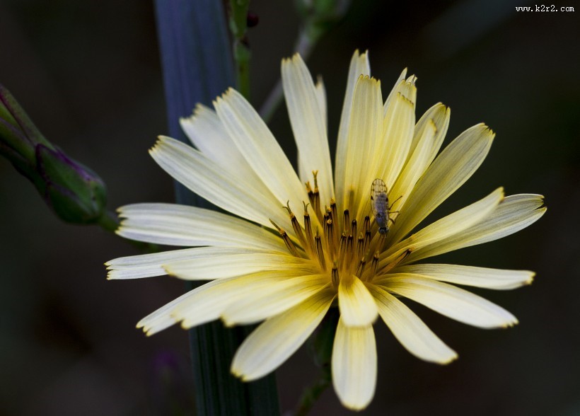 秋天的菊花图片大全