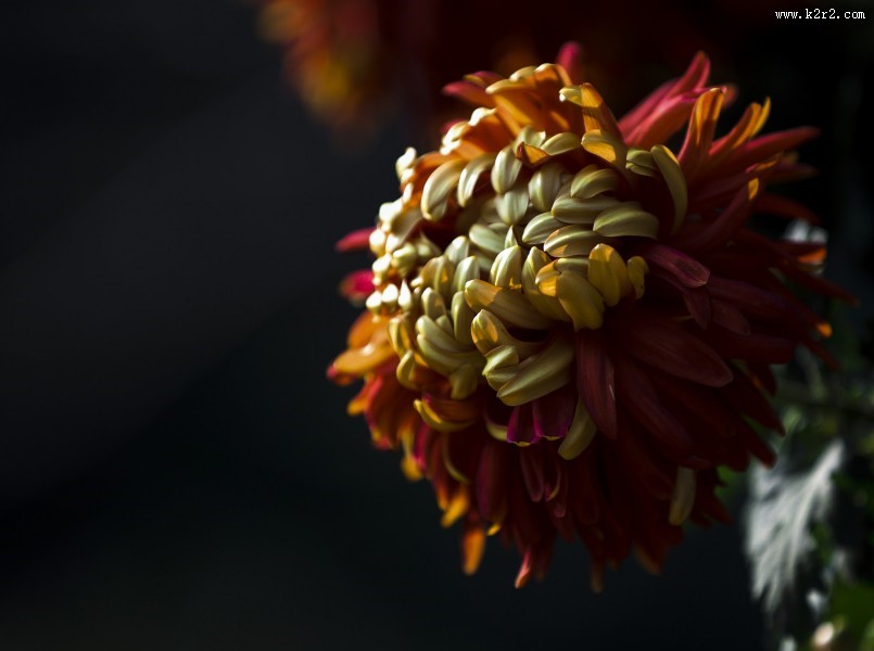 秋天的菊花图片大全