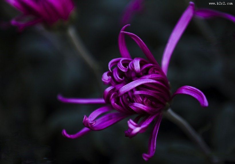 秋天的菊花图片大全