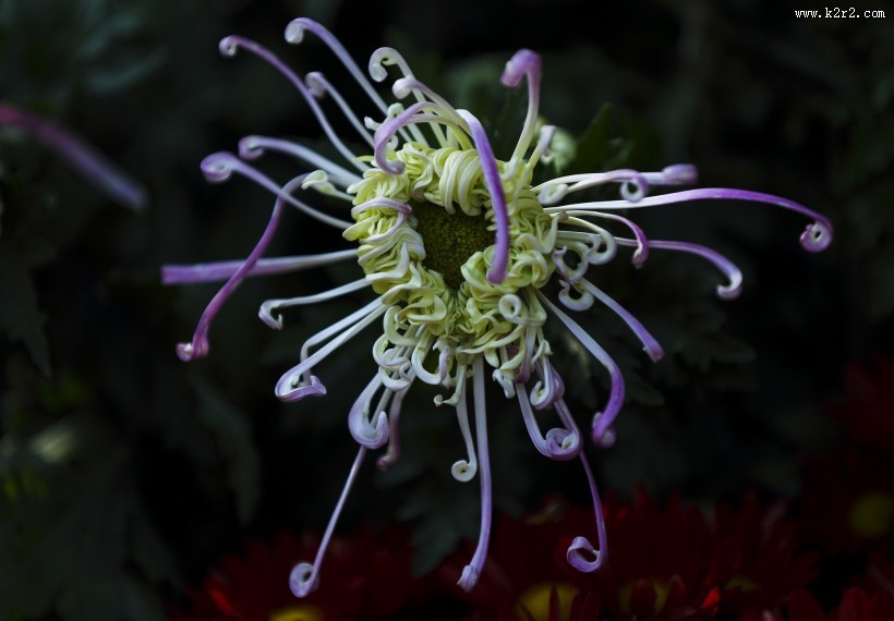 秋天的菊花图片大全