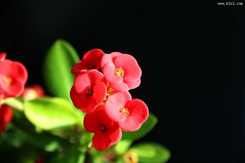 高光下的小红花图片