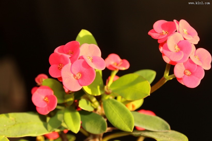 高光下的小红花图片