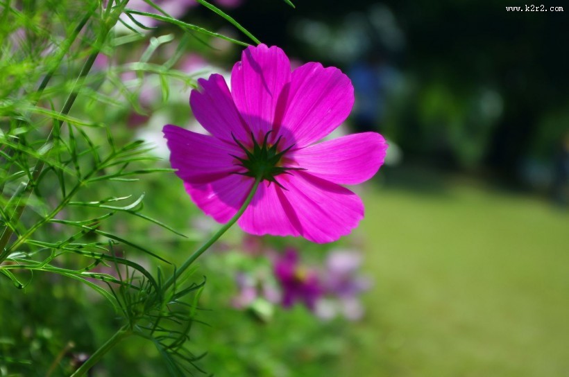 格桑花图片大全