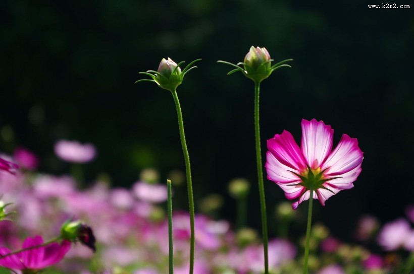 格桑花图片大全