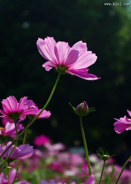 格桑花图片大全