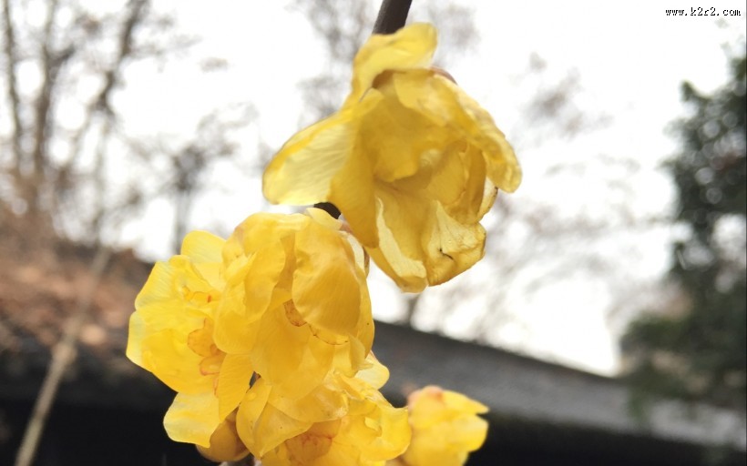 黄色腊梅图片