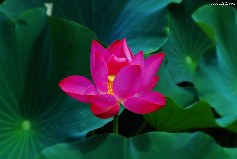 娇艳的荷花图片