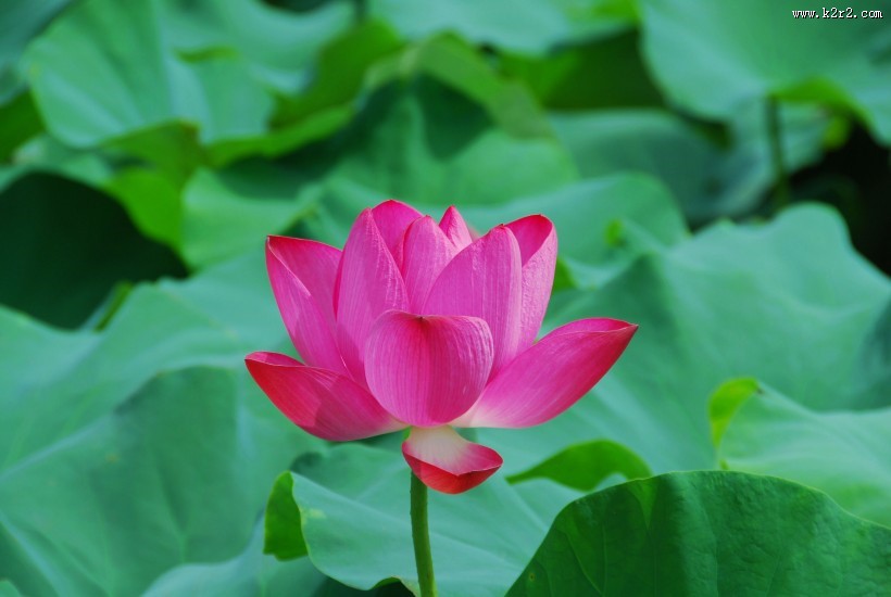 娇艳的荷花图片