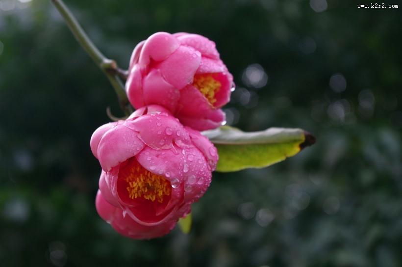 妩媚的茶花图片