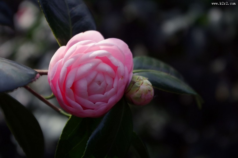 妩媚的茶花图片