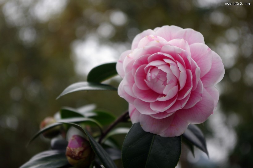 妩媚的茶花图片