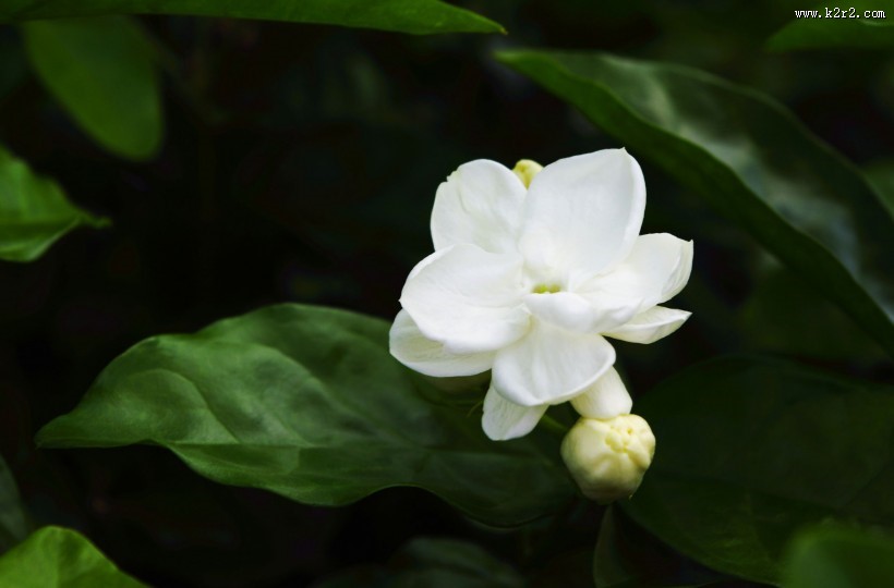 洁白的茉莉花图片